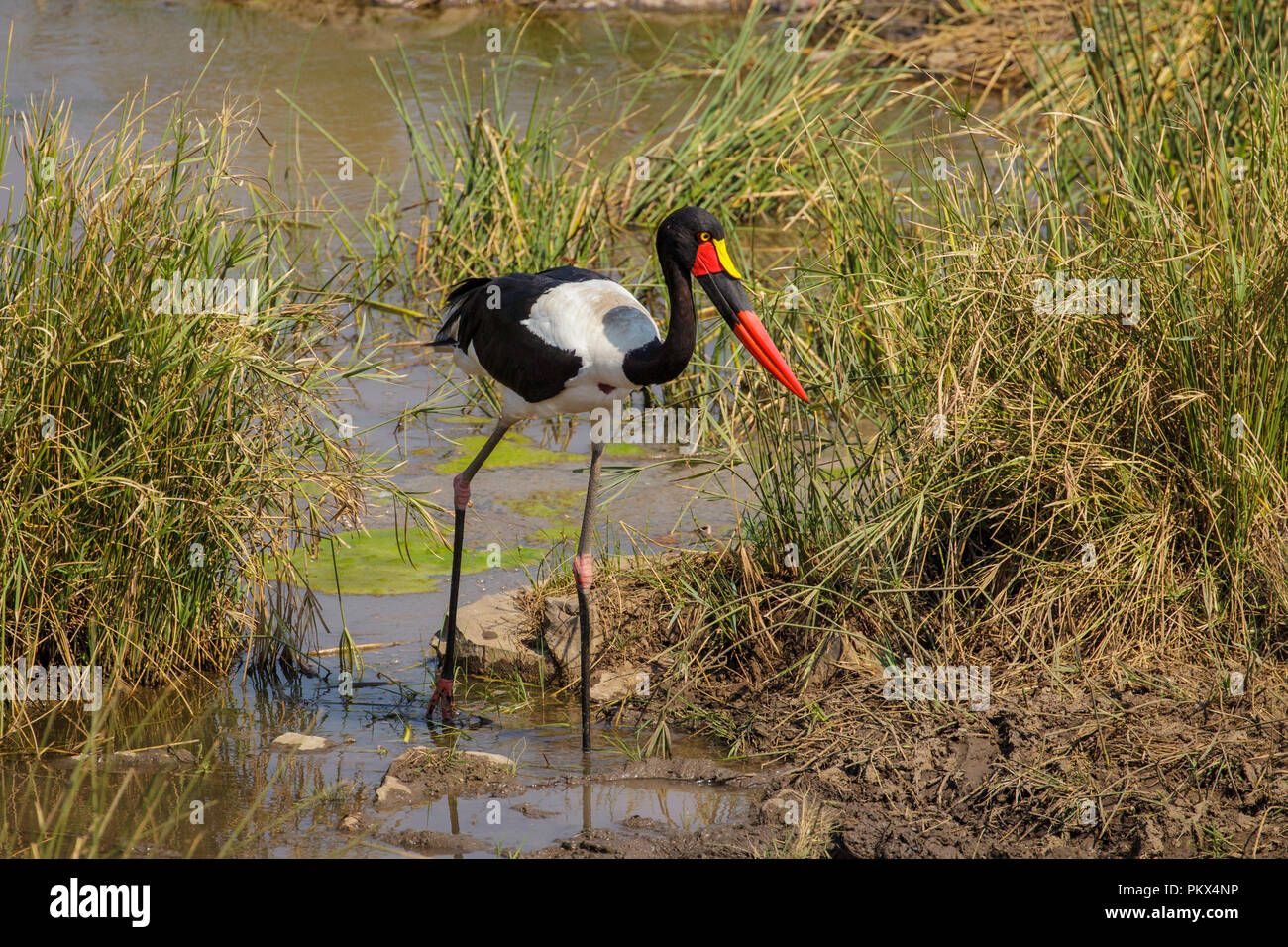 Sattel-billed Stork Ephippiorhynchus senegalensis Kruger National Park, Northern Province, Südafrika, 17. August 2018 erwachsene Frau Ciconiid Stockfoto