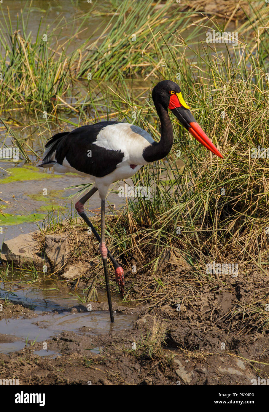 Sattel-billed Stork Ephippiorhynchus senegalensis Kruger National Park, Northern Province, Südafrika, 17. August 2018 erwachsene Frau Ciconiid Stockfoto