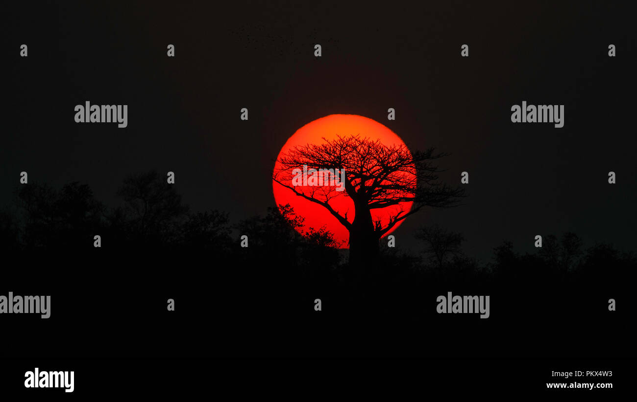 Baobab Baum bei Sonnenuntergang. Kruger National Park, Northern Province, Südafrika. 17. August 2018. Stockfoto