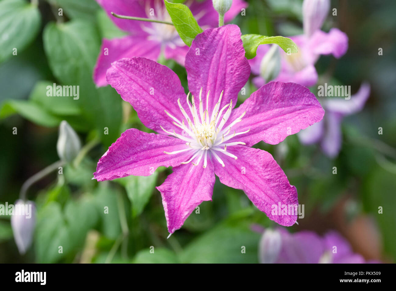 Clematis 'Erinnerung' Blumen. Stockfoto