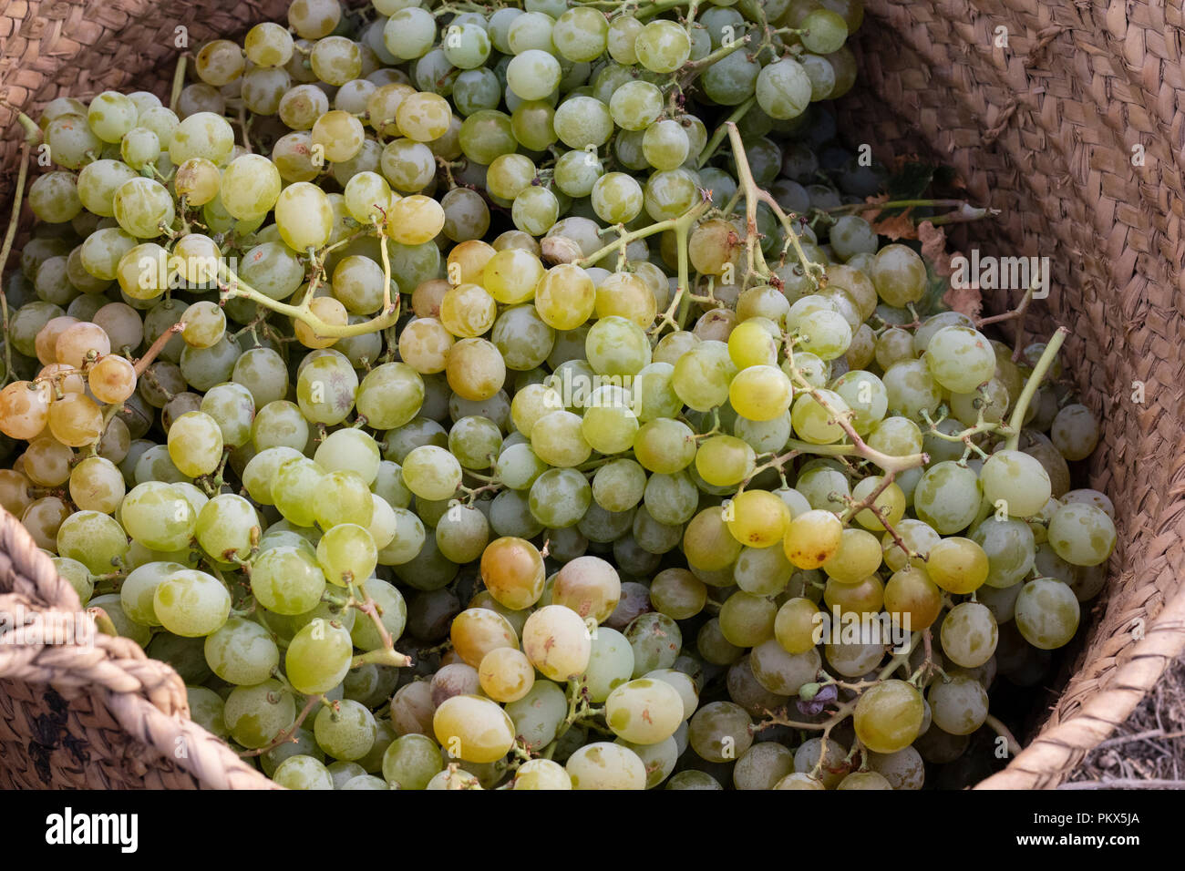 Korb voller Trauben im Weinberg Stockfoto