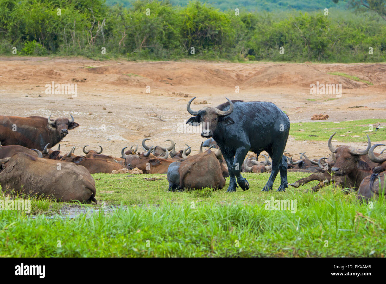 Büffeln, Büffeln fallen in nassen Schlamm, Kazinga Kanal, Uganda, Ostafrika Stockfoto