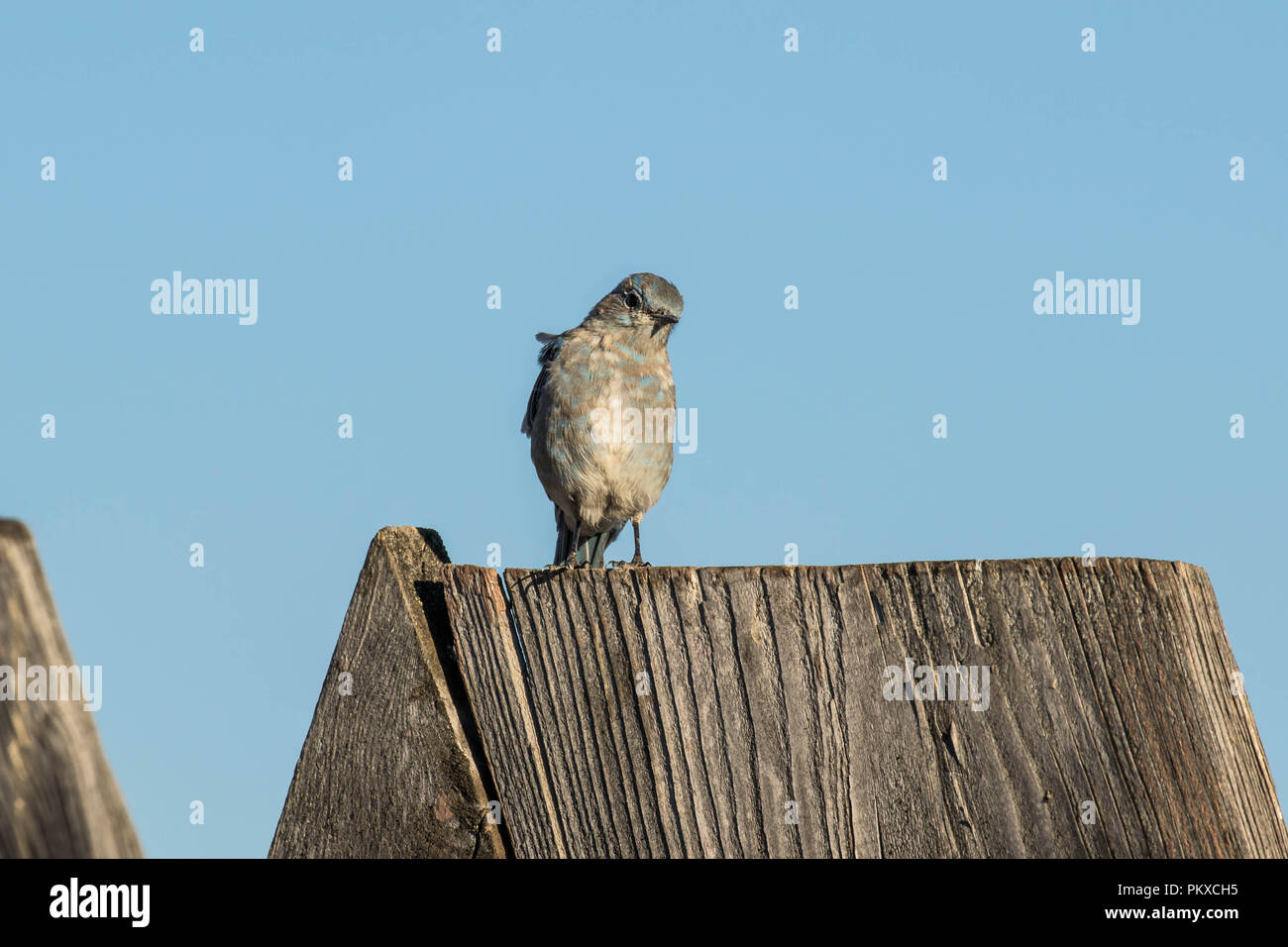 Mountain Bluebird II. Stockfoto