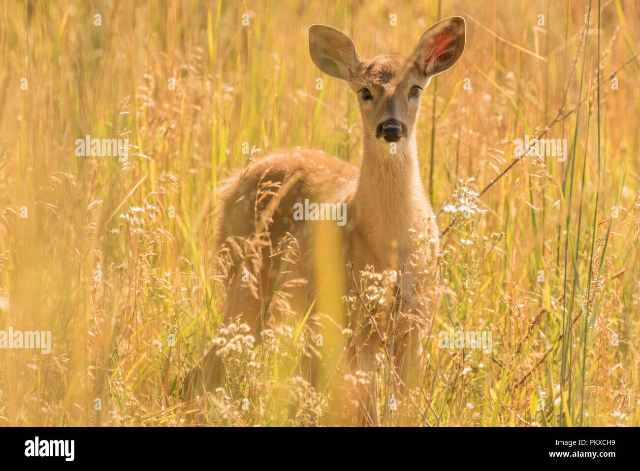 Whitetail Fawn III Stockfoto