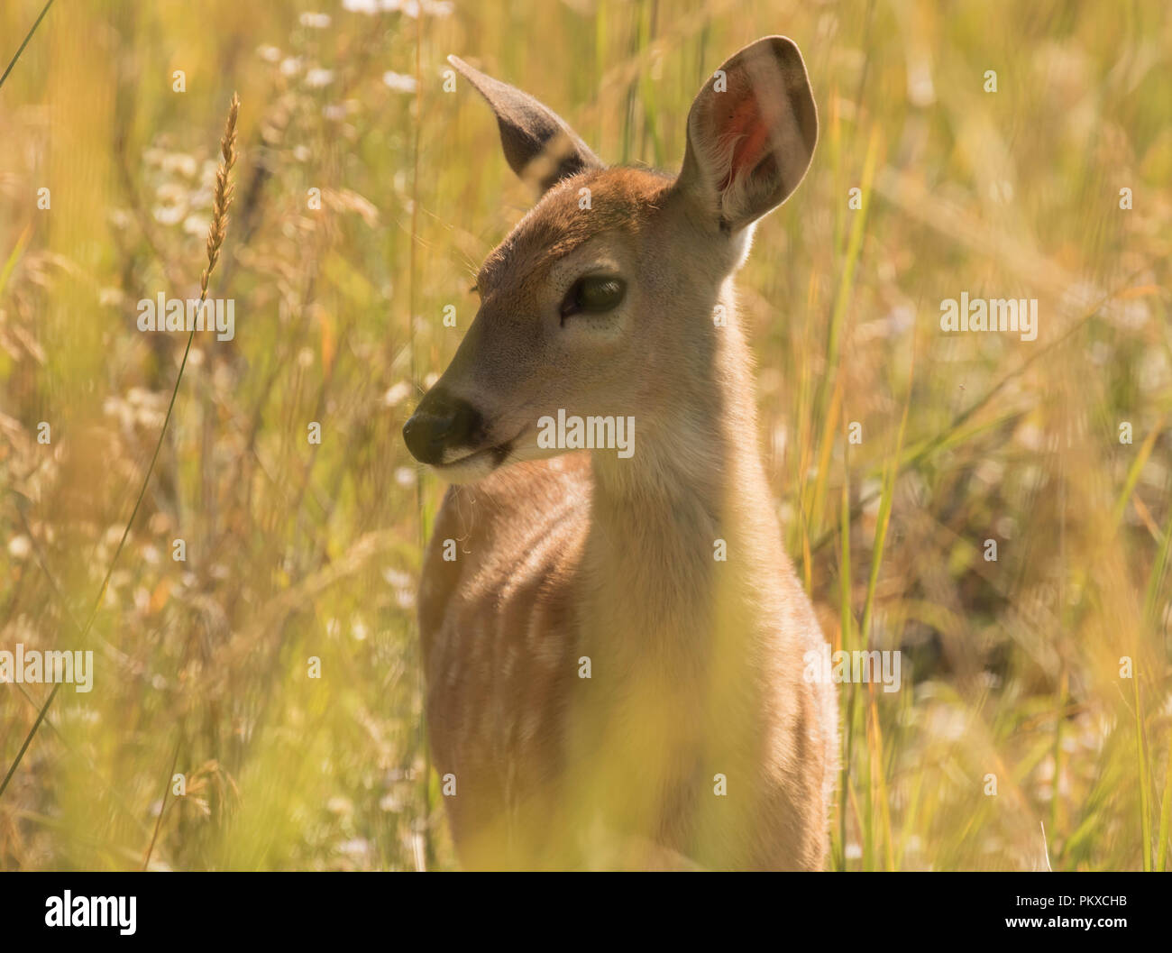 Whitetail Fawn II. Stockfoto