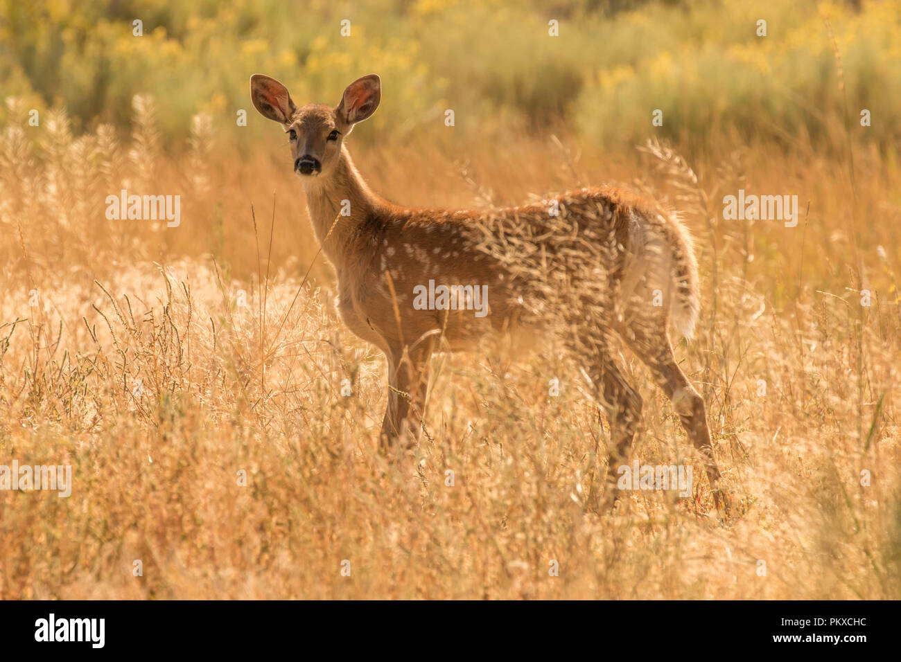 Whitetail Fawn I Stockfoto