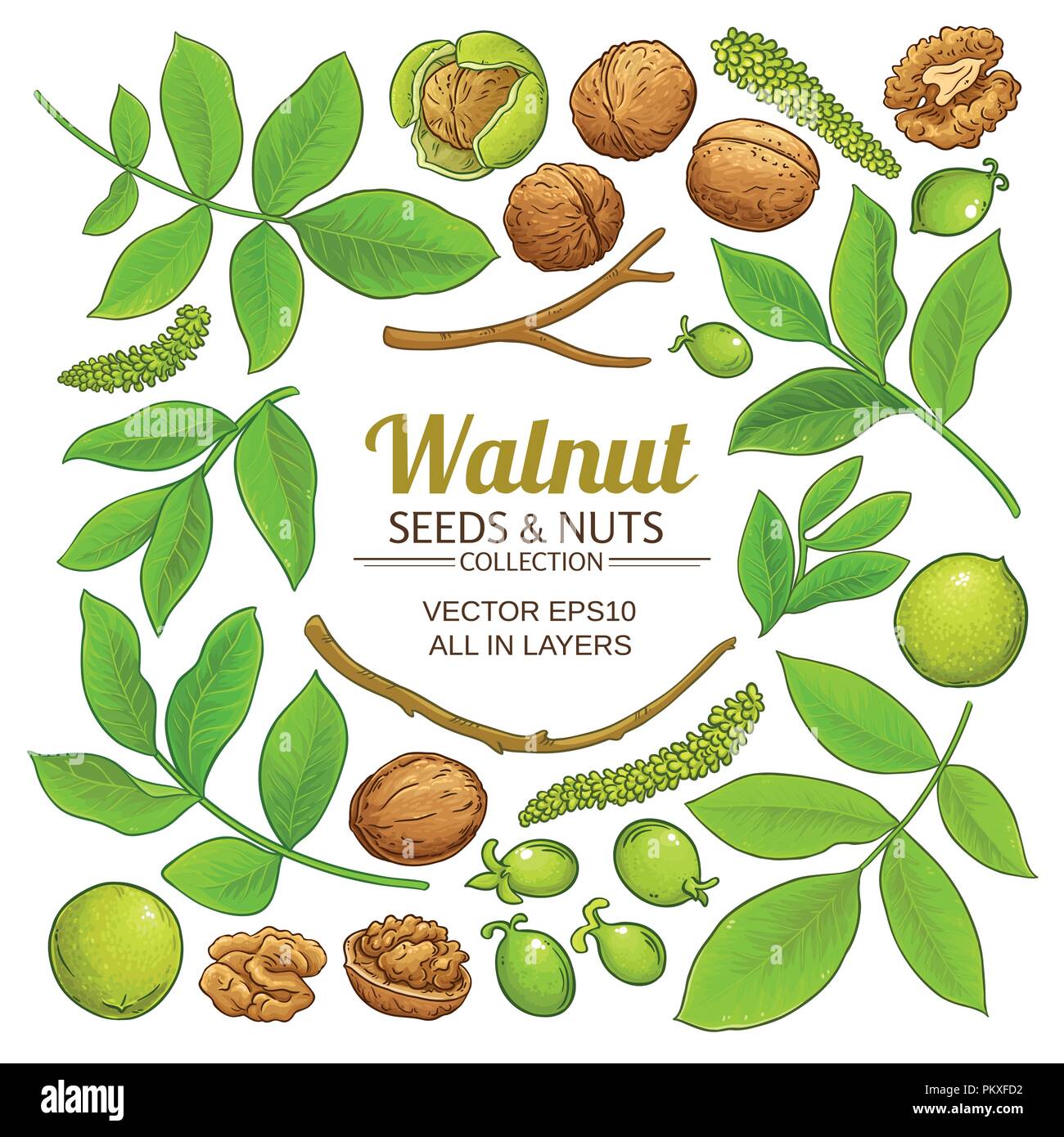 Walnuss Anlagenelemente Vektor auf weißem Hintergrund Stock Vektor