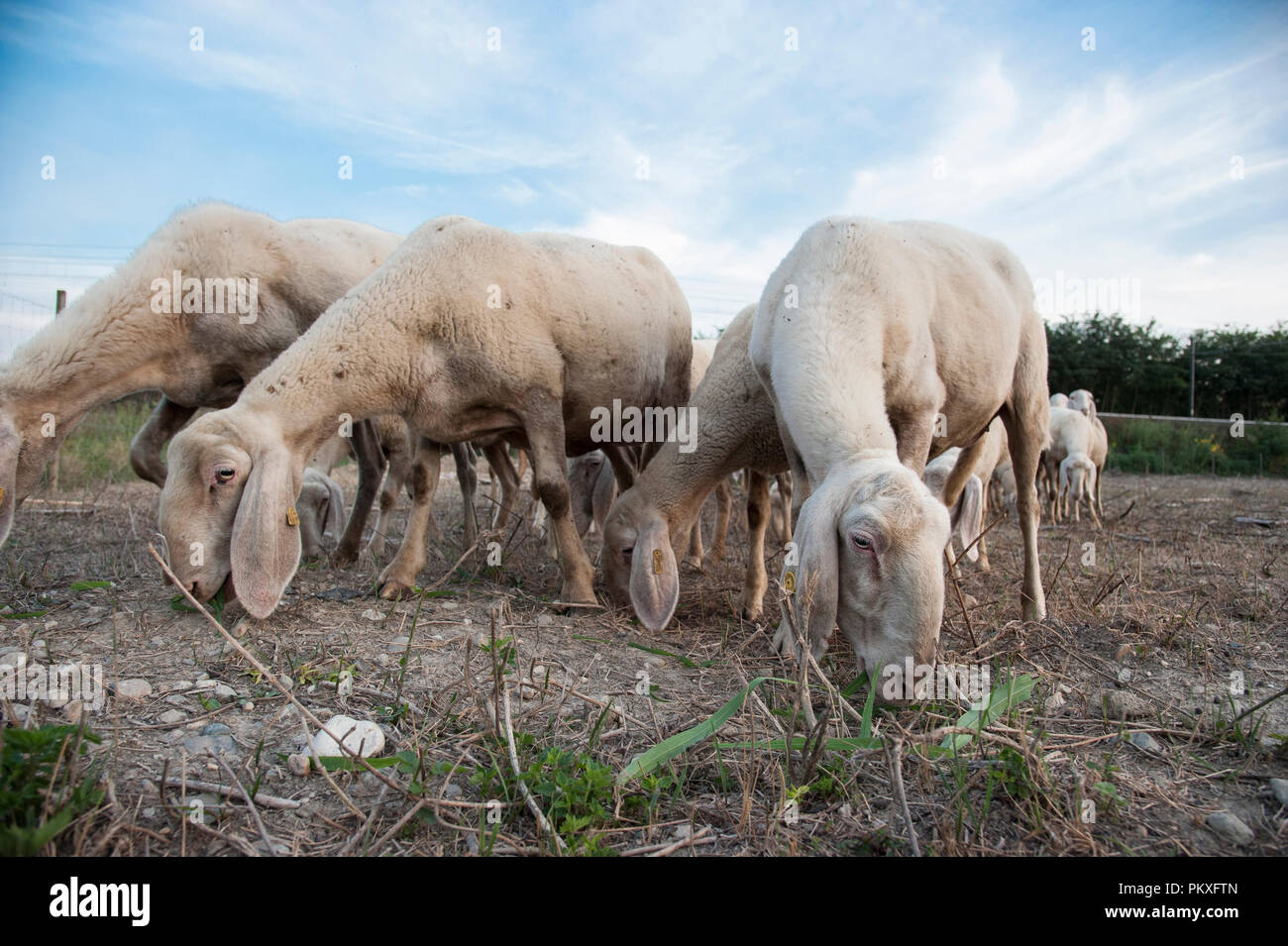 Schafe weiden Stockfoto