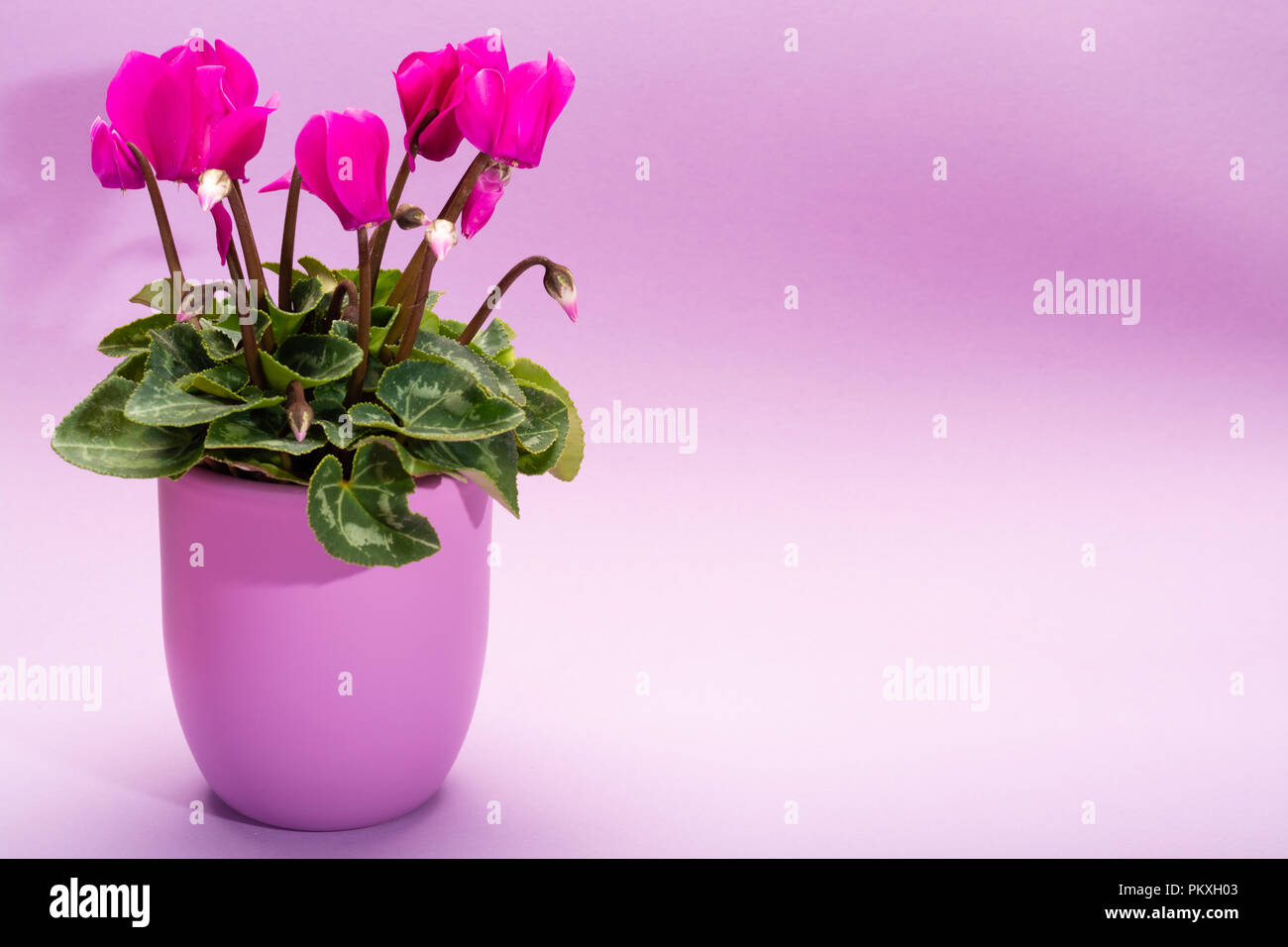 Eine kleine rosa cyclamen Pflanze mit Blüten in lila Topf auf trendige Pastell lila Hintergrund schließen kopieren, minimalistisch Farben Konzept Stockfoto