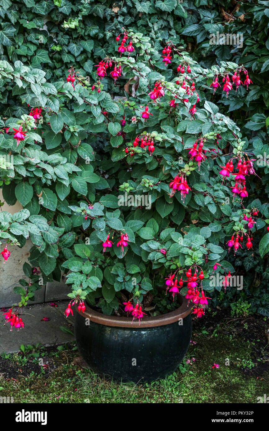 Blühende Fuchsia im Topfgarten Blumen Stockfoto