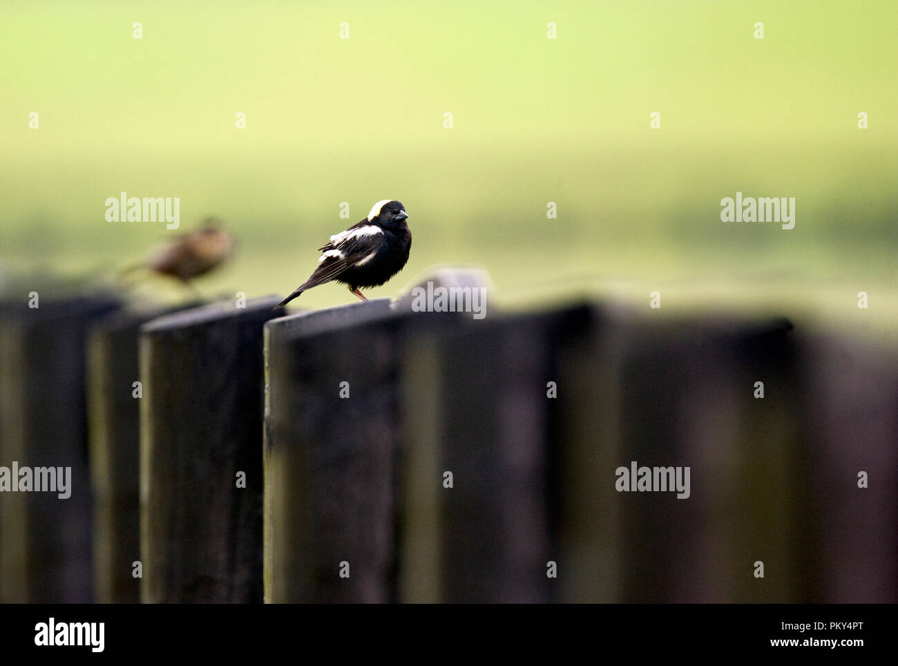 :: Dolichonyx oryzivorus Bobolinks Stockfoto