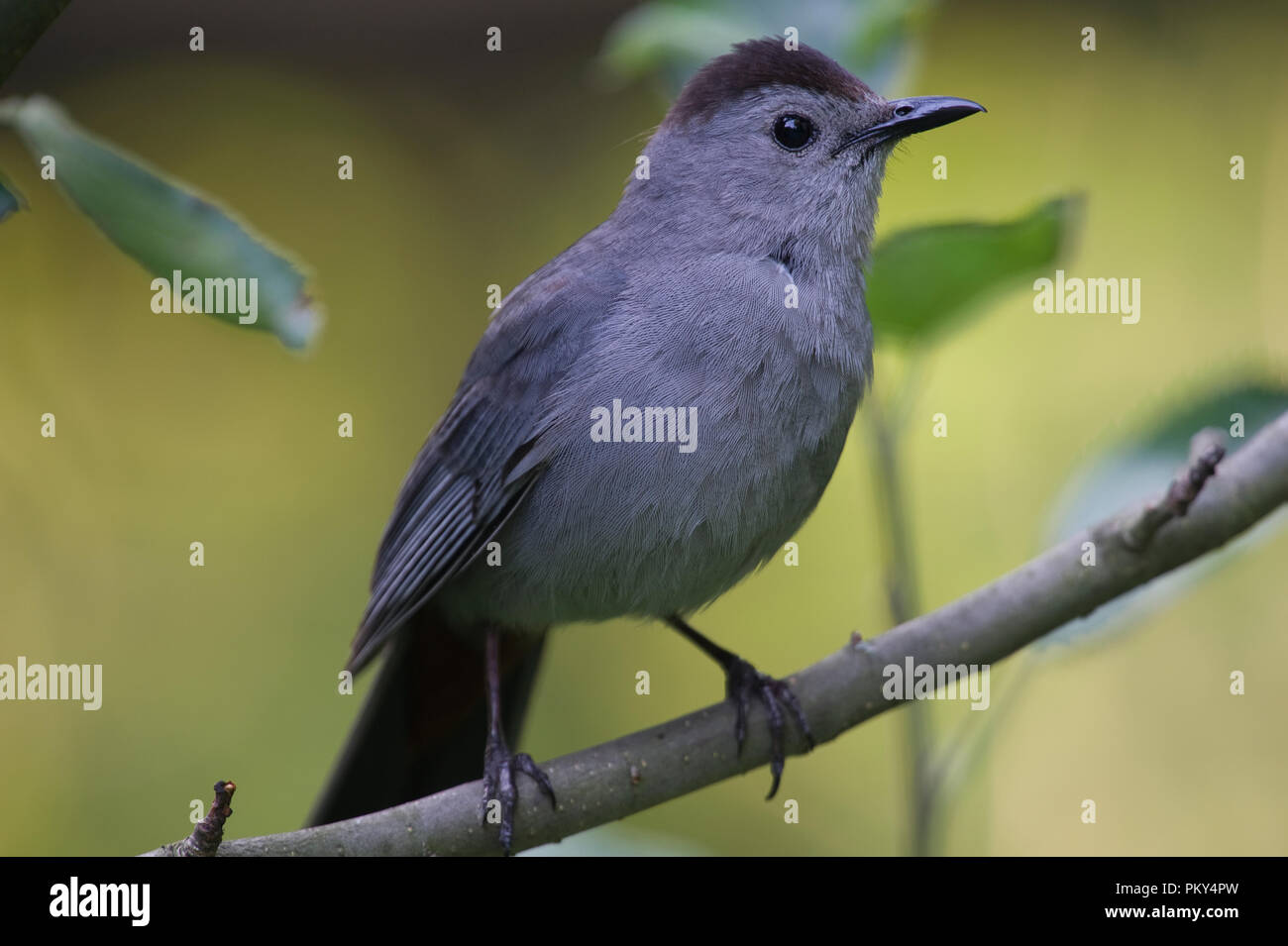 Grau Catbird:: Dumetella carolinensis Stockfoto