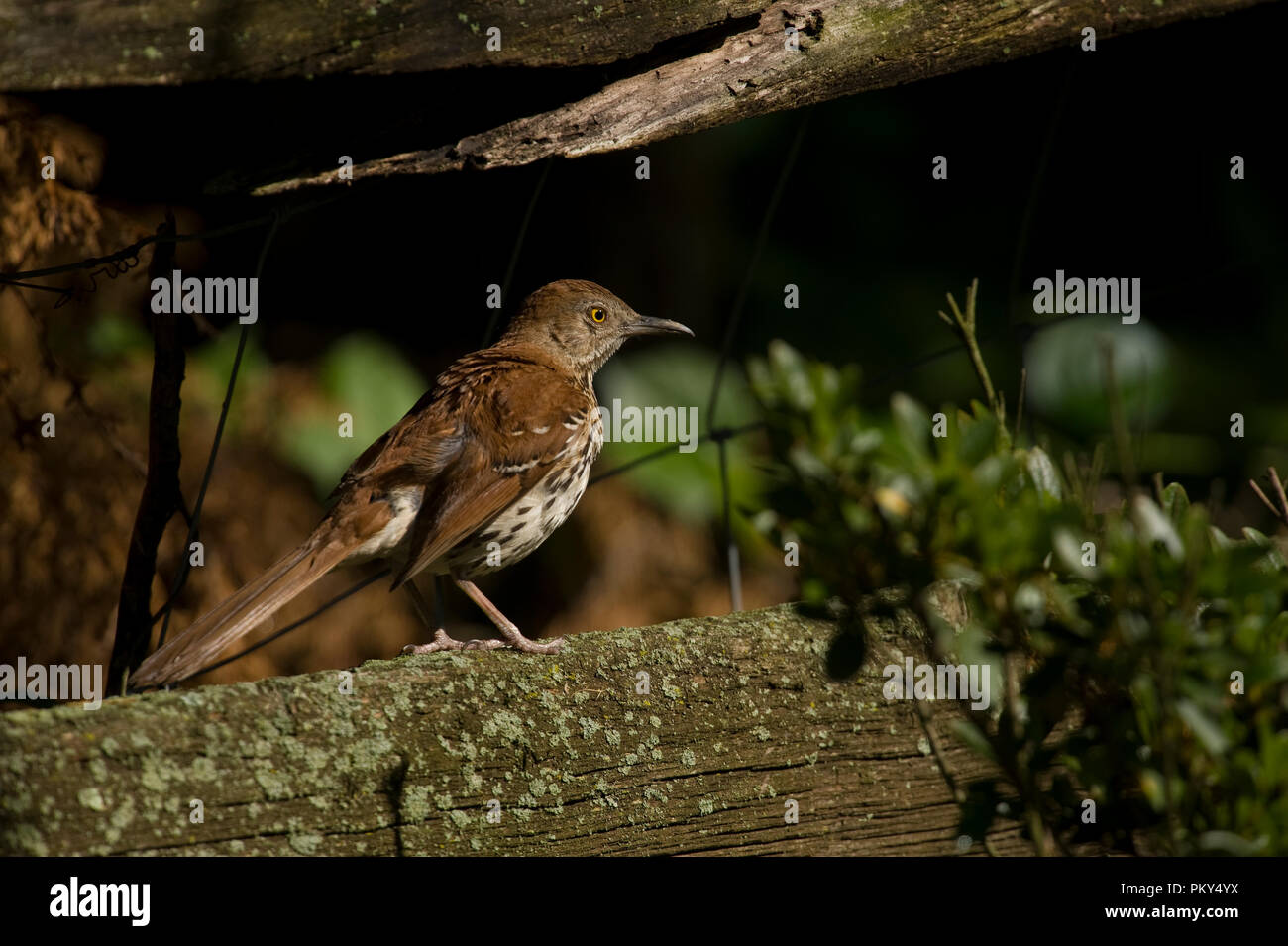 Braun Thrasher:: Toxostoma rufum Stockfoto