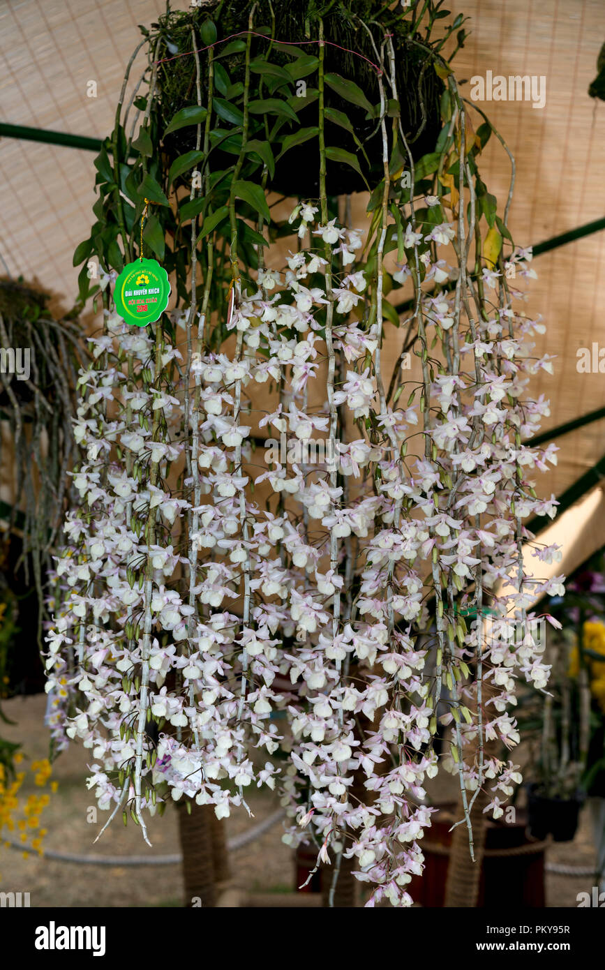 Wilde orchidee Fotos und Bildmaterial in hoher Auflösung Alamy