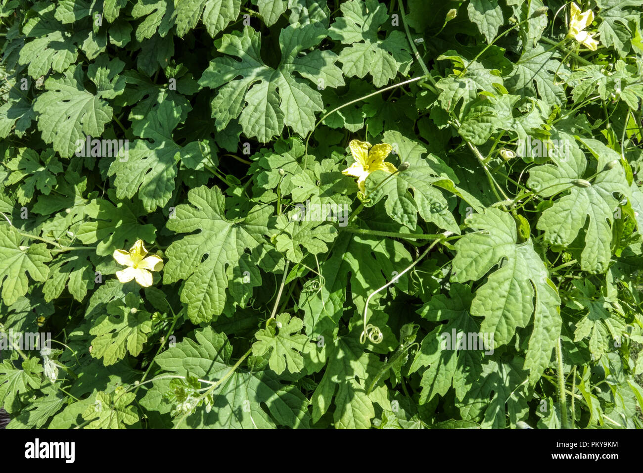 Momordica charantia, bitter Melon, Blätter und Blumen Stockfoto