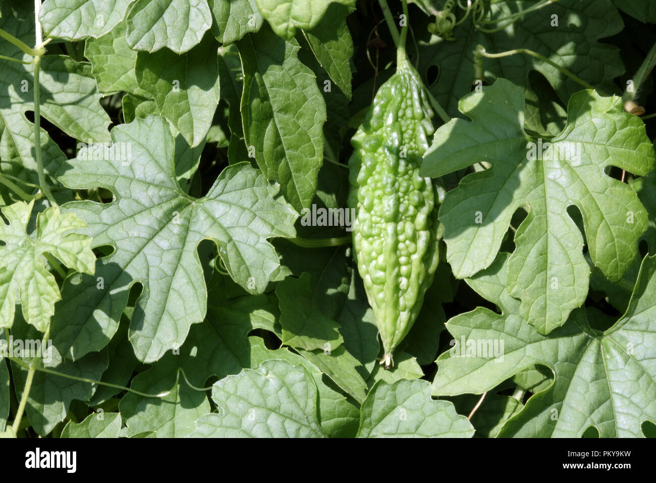 Momordica charantia, bitter Melon, Blätter und unreife Früchte Stockfoto