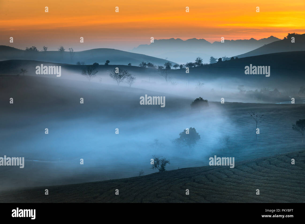 Phantasievolle Dawn mit frühen Morgen Tau auf Teeplantagen bei Moc Chau Farm, Son La Provinz, Vietnam Stockfoto