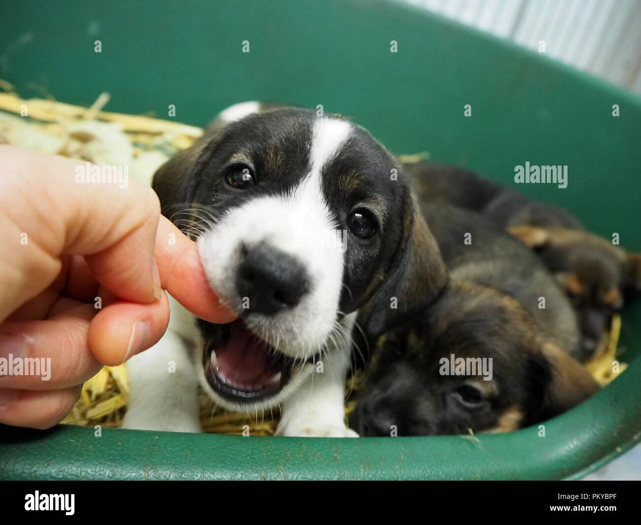 Kleine Welpen in einem Korb Stockfoto