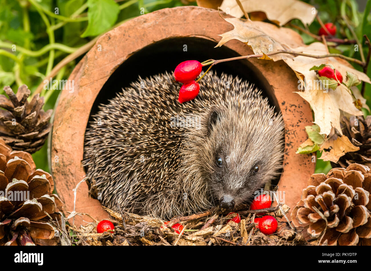 Igel, wild, native, Europäische Igel im natürlichen Lebensraum im