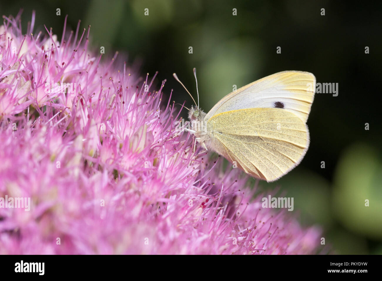 Sedum spectabile 'brilliant' Fotos und Bildmaterial in hoher