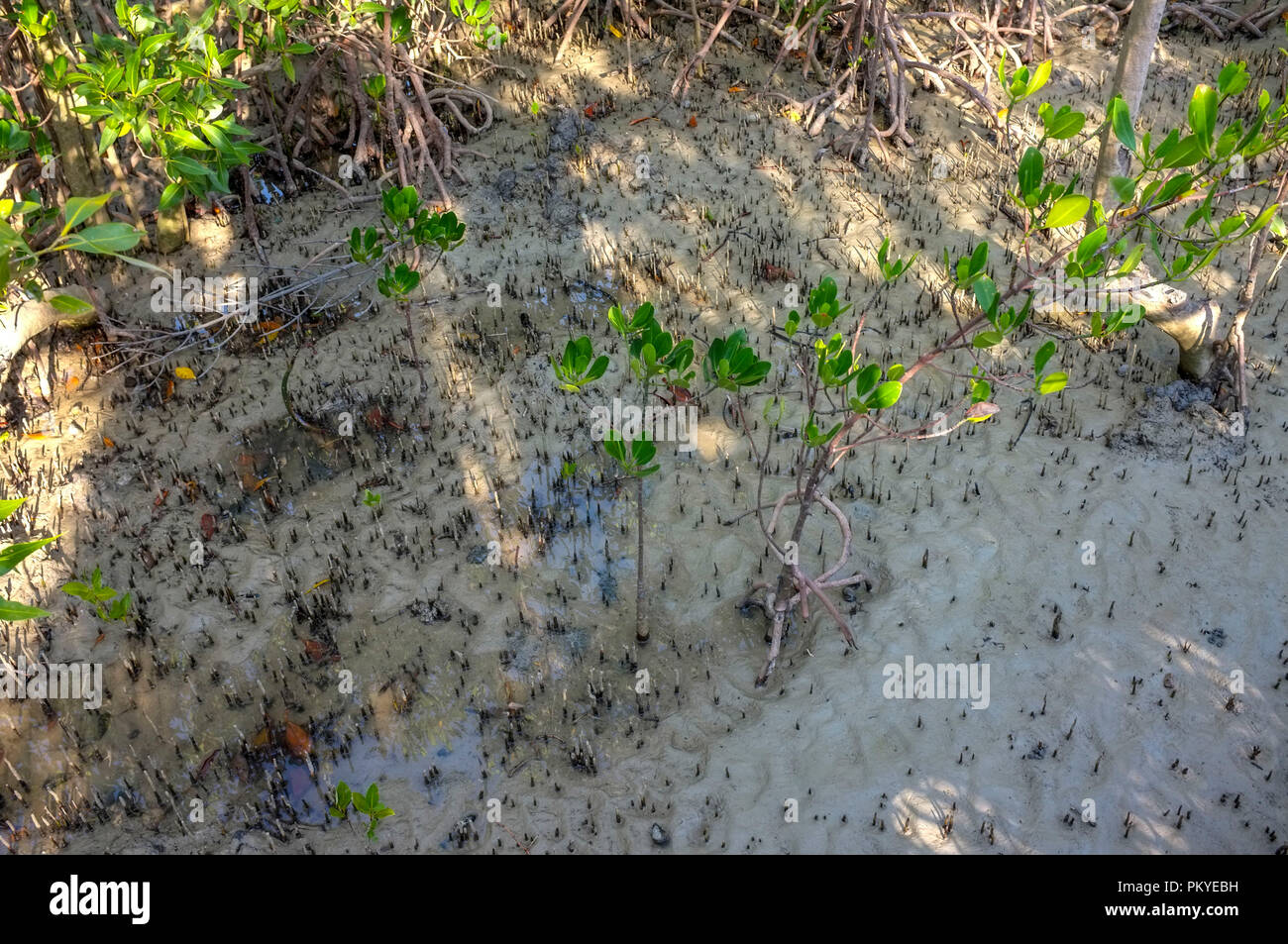 Tropischen Mangroven Wurzeln bei Ebbe. Stockfoto