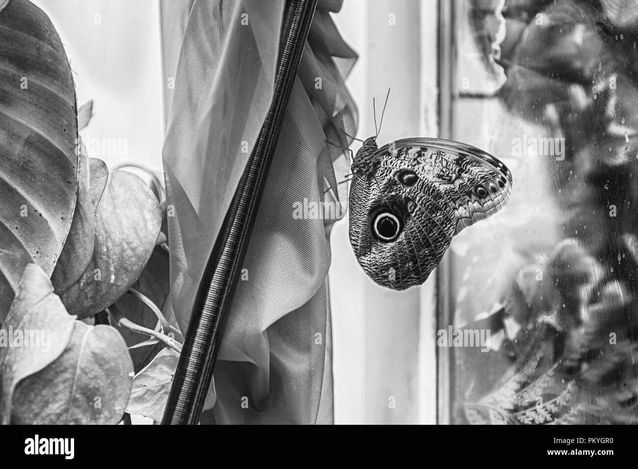 Owl Butterfly, Gattung Caligo, ist ein tropischer Schmetterling oft in den Regenwäldern und sekundäre Wälder von Mexiko, Mittel- und Südamerika Stockfoto