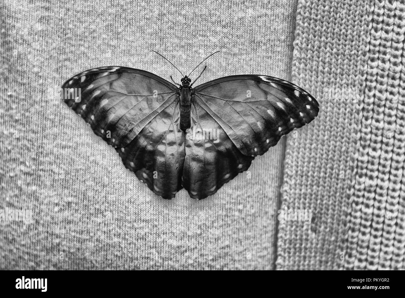 Morpho peleides, aka blaue Morpho Peleides oder gemeinsamen Morpho ist ein tropischer Schmetterling. Hier ist die obere Seite der seine Flügel Stockfoto