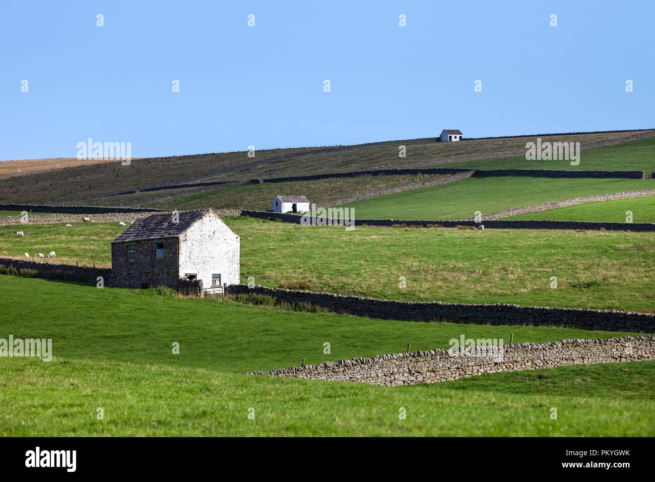 Traditionellen weißen Norden Pennine Scheunen, Bowlees, Obere Teesdale, County Durham, UK Stockfoto
