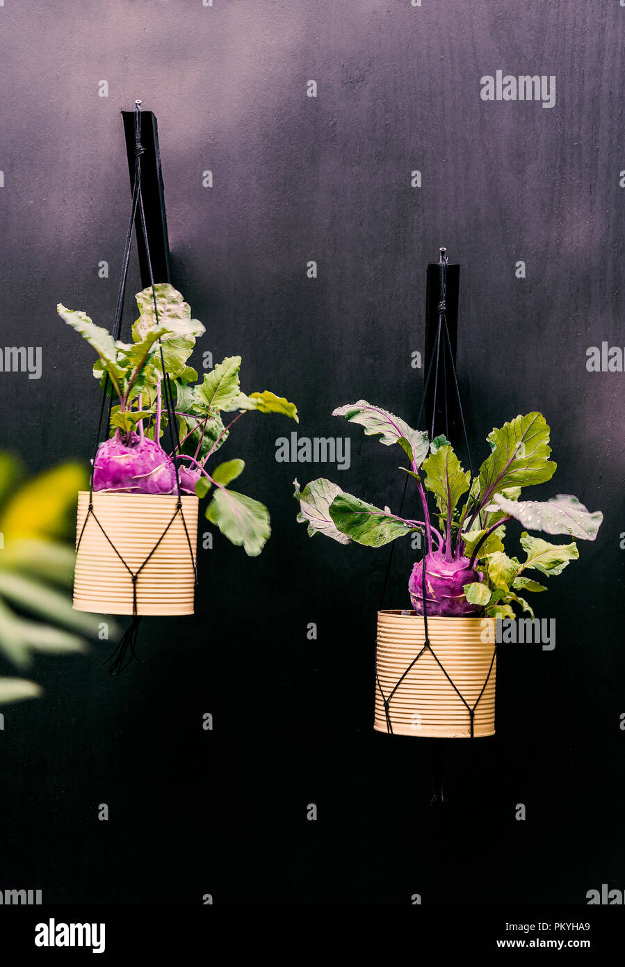 Beetrot verwendet als Garten Dekor in Metall Blumentöpfe. Stockfoto