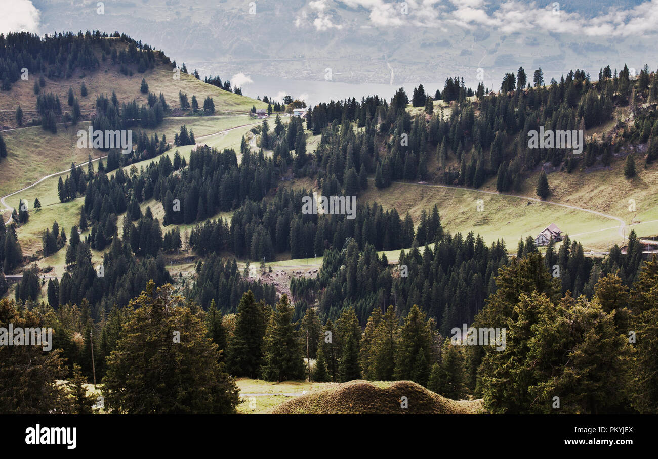 Bäume im Wald Blick vom Rigi, Schweiz Stockfoto