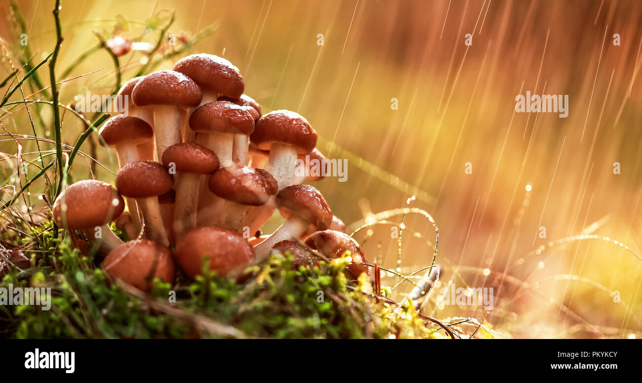 Pilze armillaria von Honig agaric In Sonniger Wald im Regen. Honig Pilz sind in der Ukraine, Russland, Polen, Deutschland und anderen europäischen c angesehen Stockfoto