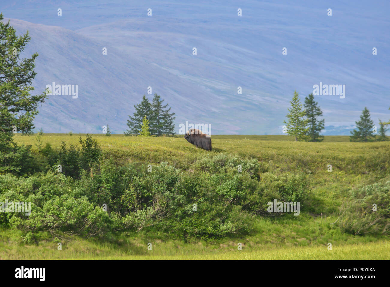 Moschusochse auf der Halbinsel Yamal. Fauna Der polar-ural Nature Park. Stockfoto