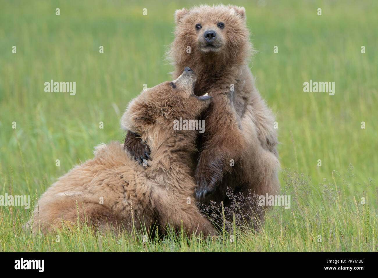 Küsten Brown bear Cubs (Ursus arctos) Wrestling in Gras Wiese, See Clark NP, Alaska Stockfoto