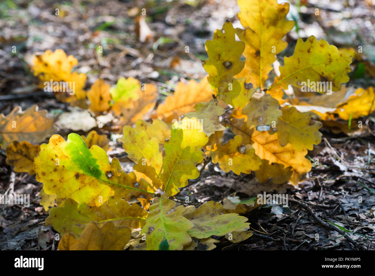 Gelb gefallen Herbst Eichenlaub Makro selektiven Fokus Stockfoto