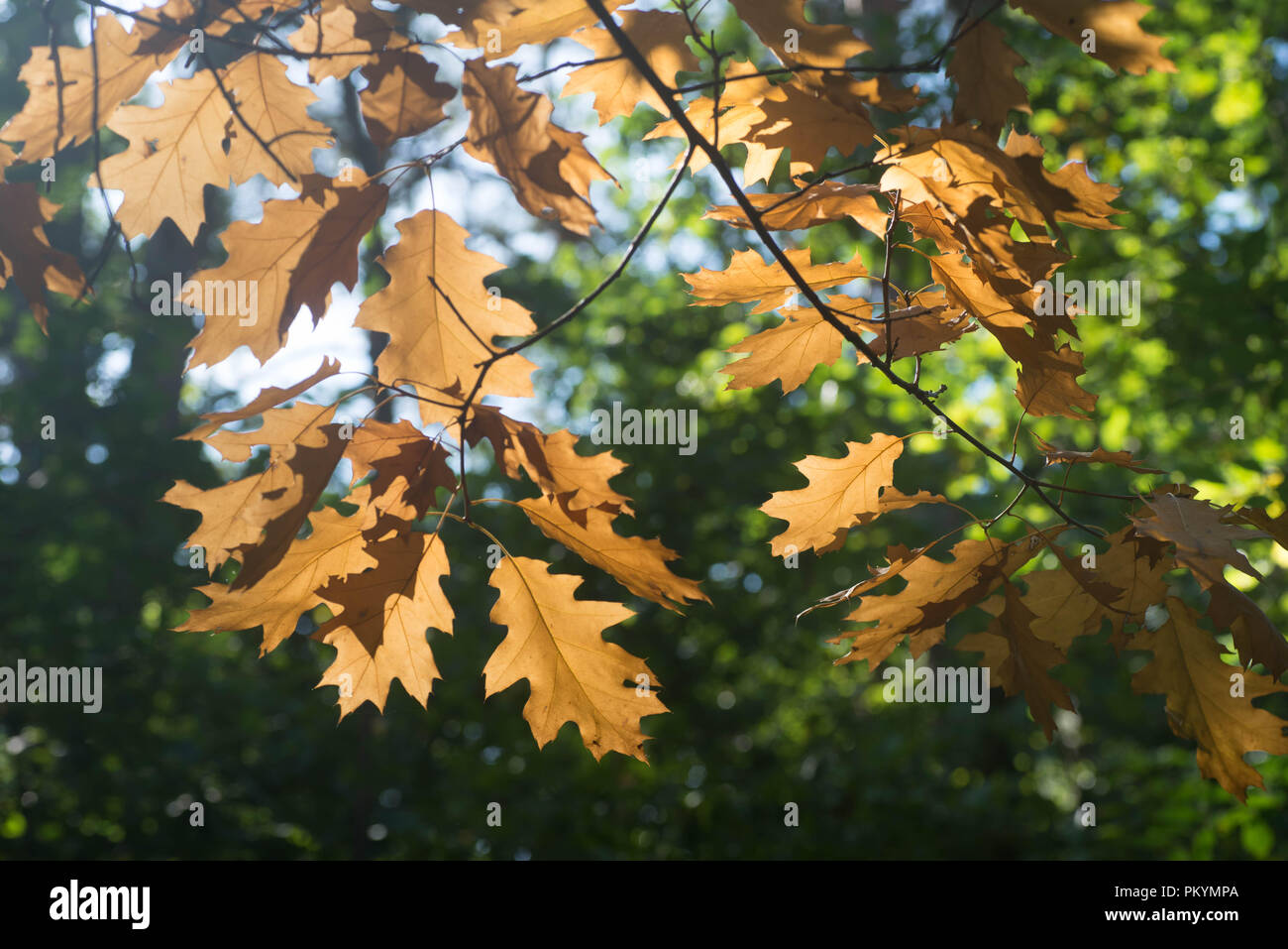 Orange Eiche fallen Blätter am Zweig im Wald Stockfoto