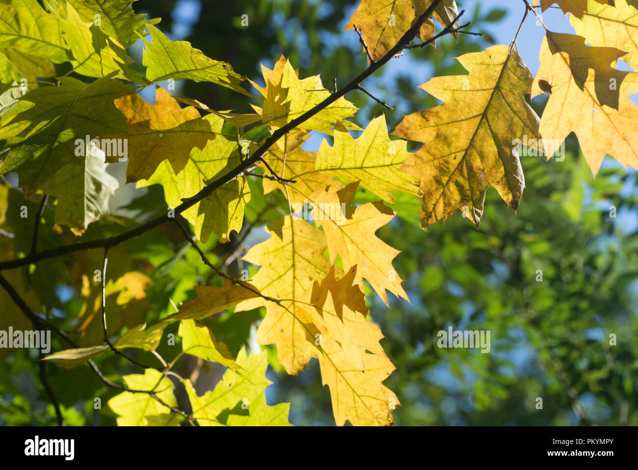 Gelbe Eiche fallen Blätter am Zweig im Wald Stockfoto