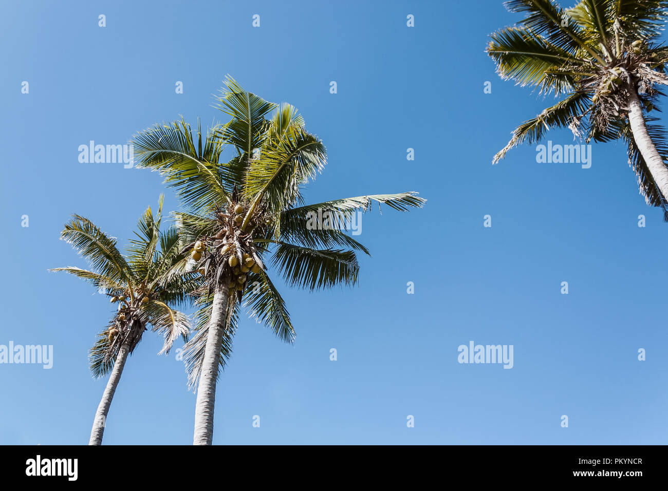 Kokospalmen vor blauem Himmel in Fidschi Stockfoto