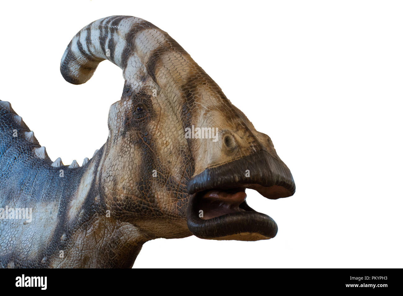 Parasaurolophus auf weißem Hintergrund Stockfoto