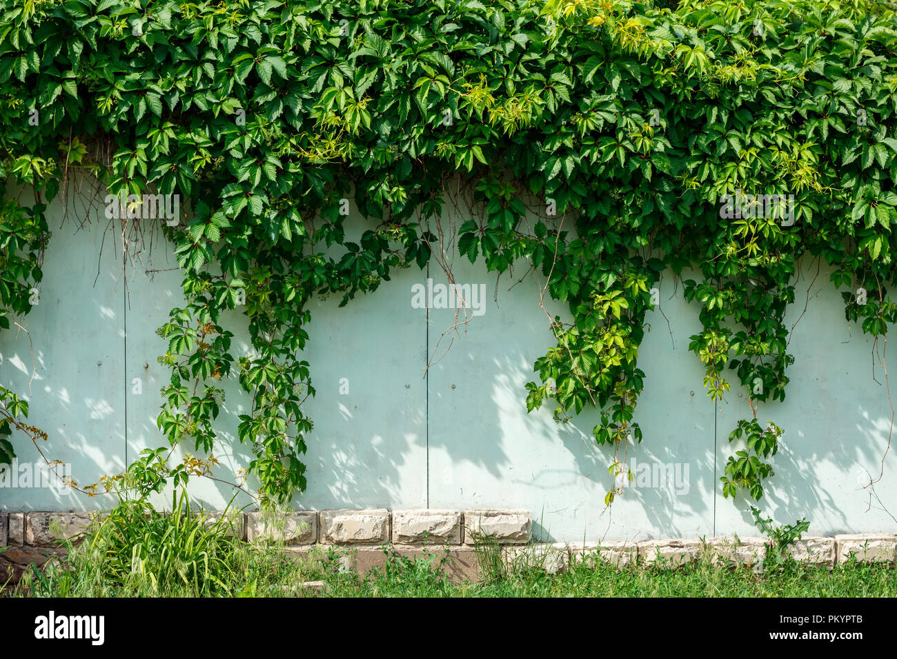 Grne Efeu an der Wand hngen von dem Zaun Stockfotografie - Alamy