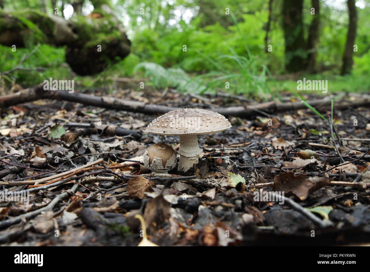 Blusher (amanita rubescens) wächst im Chailey gemeinsame Naturschutzgebiet in West Sussex Stockfoto