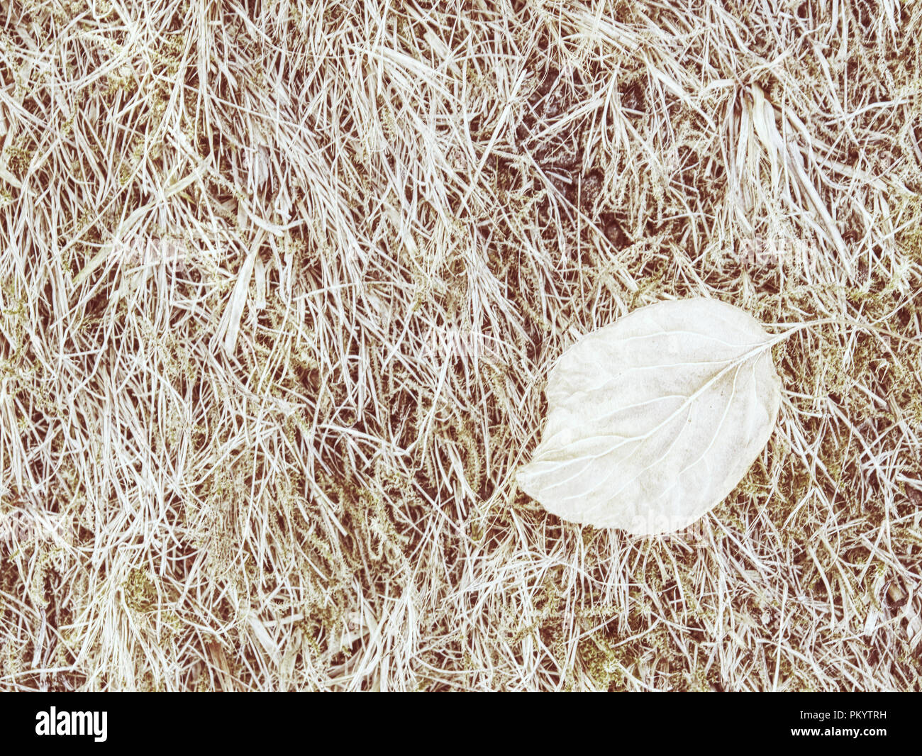 Unfruchtbaren Boden mit verbrannte trockenes Gras Halme. Risse durch extreme Trockenheit verursacht Stockfoto