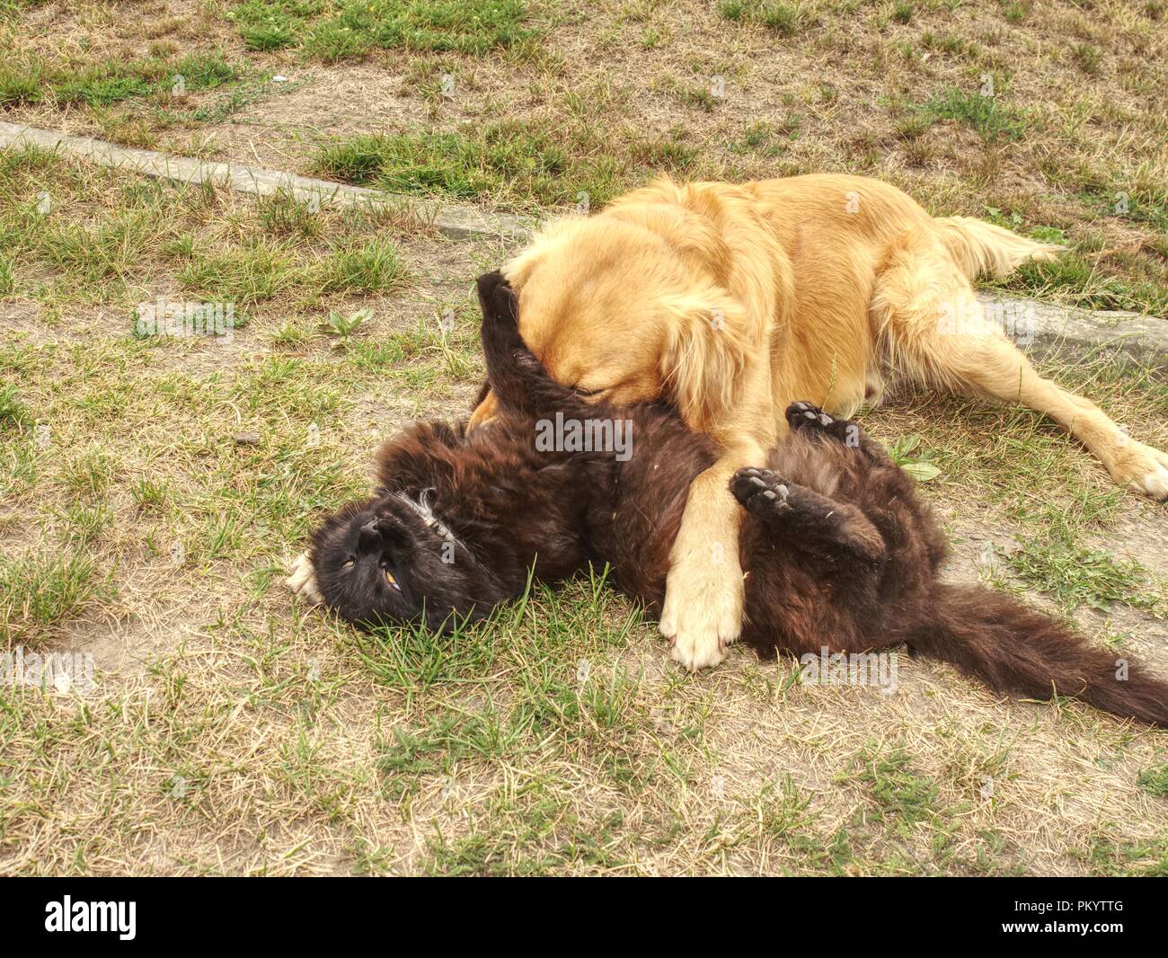 Goldenen Hund Lecken Süße Katze Auf Kurzen Gras Grün