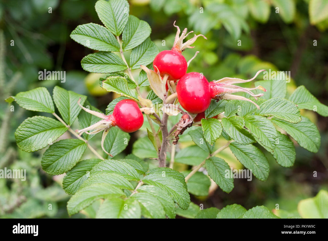 Opposite leaves -Fotos und -Bildmaterial in hoher Auflösung – Alamy