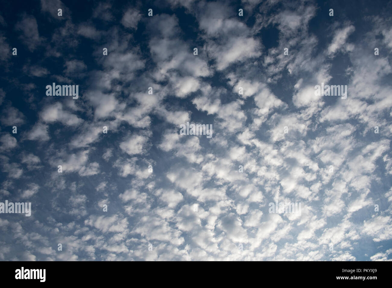 Altocumulus Wolken über der Landschaft von Sussex auf einem Mitte Sommer Abend. Stockfoto