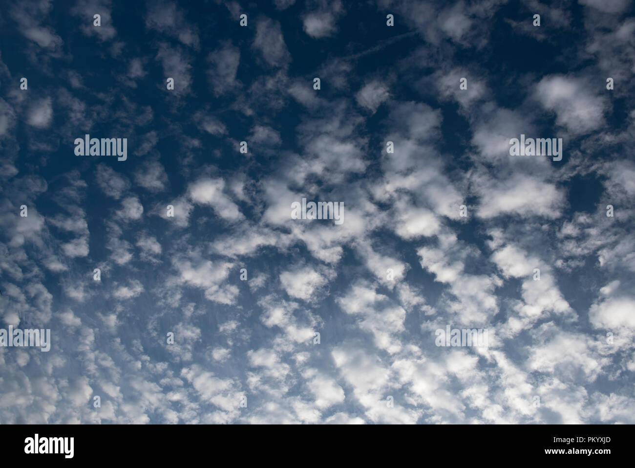 Altocumulus Wolken über der Landschaft von Sussex auf einem Mitte Sommer Abend. Stockfoto