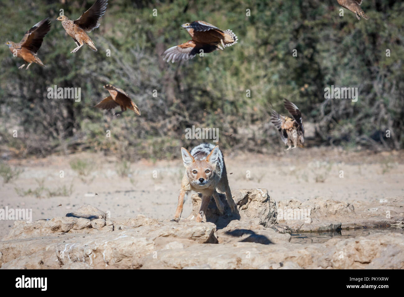 Black-backed Jackal Jagd auf Vögel in der Nähe eines künstlichen Wasserloch in einem trockenen Flussbett. Stockfoto
