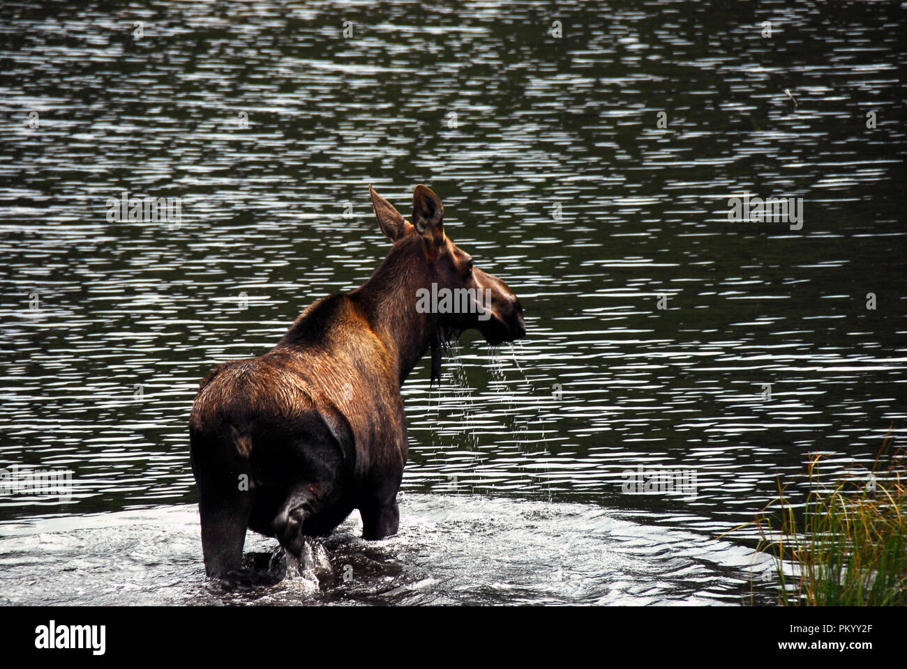 Diese wunderschöne Elche bewegte sich schnell auf dem gegenüberliegenden Ufer des Flusses als wir uns näherten. Es ist ein bisschen von Bewegungsunschärfe. Wrangell National Park, ein Stockfoto