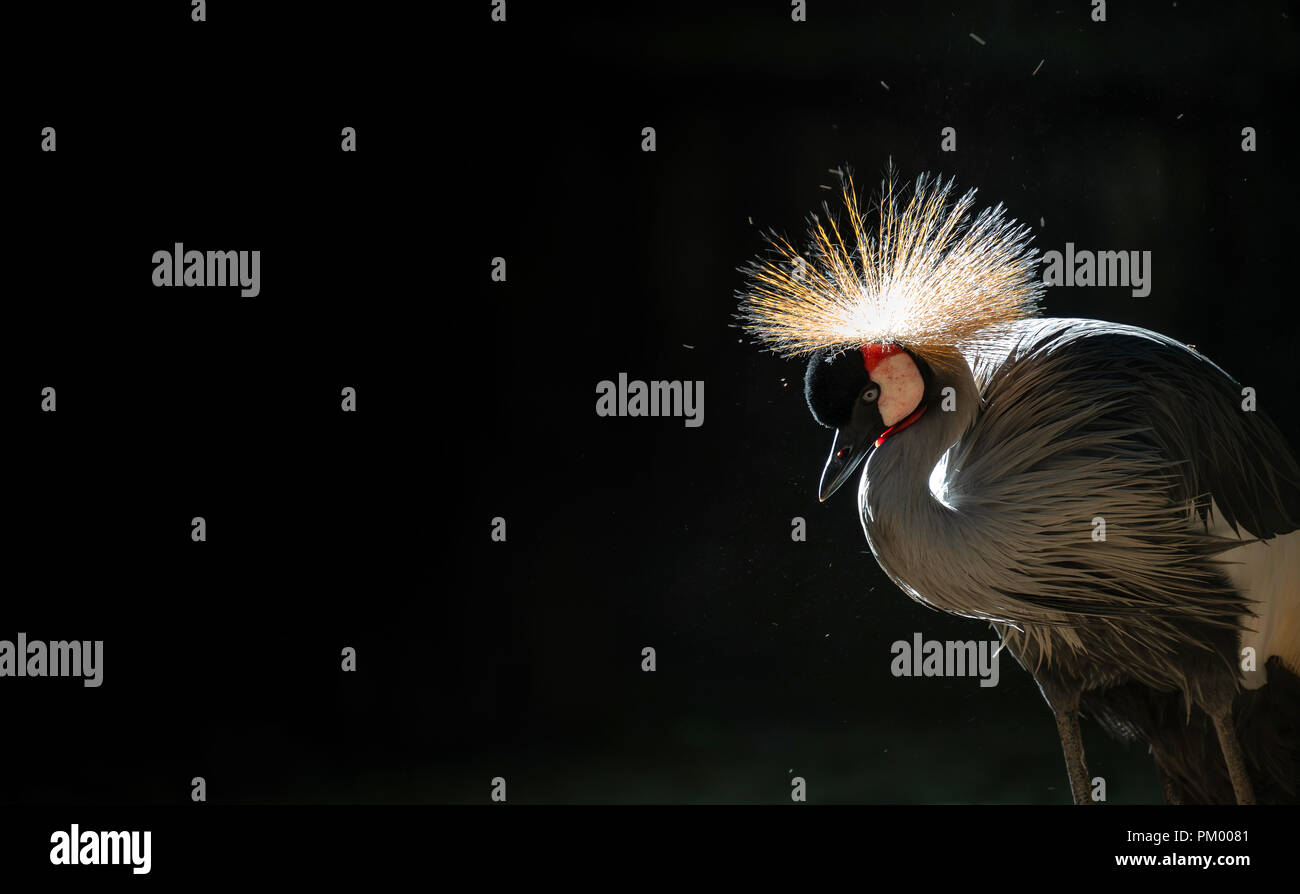 Grau gekrönt Kran (Balearica regulorum) im dunklen Hintergrund Stockfoto