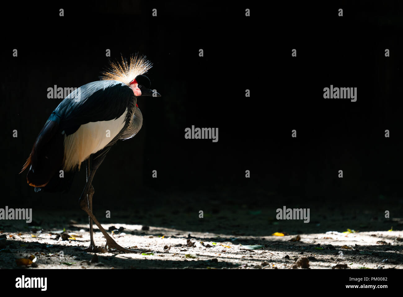 Grau gekrönt Kran (Balearica regulorum) im dunklen Hintergrund Stockfoto