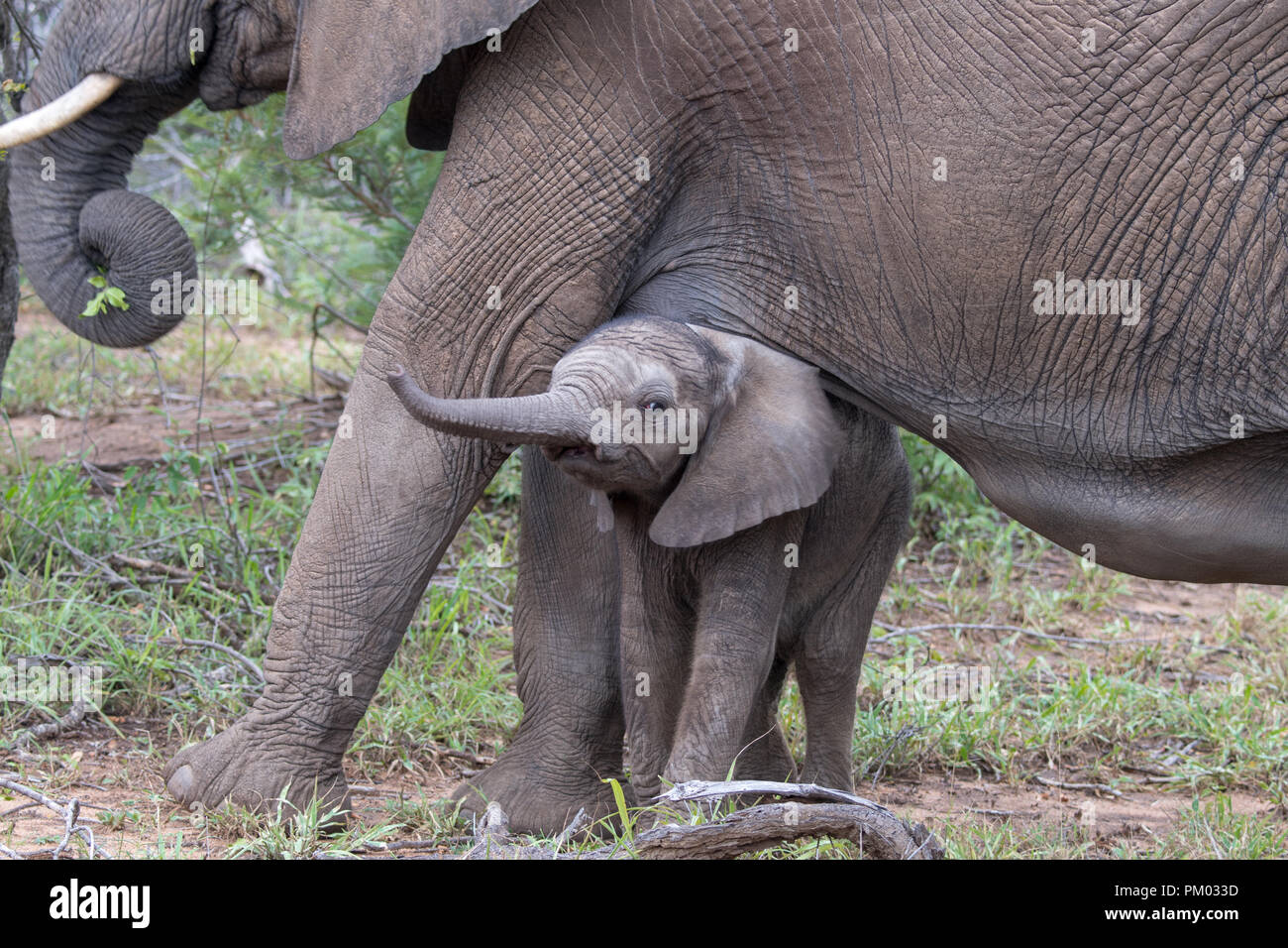 Baby Afrikanischer Elefant (Loxodonta africana) ergibt sich aus unter seiner Mutter mit trunk erweitert. Timbavati Reserve, Südafrika Stockfoto
